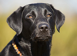 Working Labrador Retriever VON DER EBENROTHER HÖH