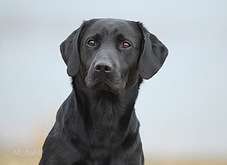 Working Labrador Retriever VON DER EBENROTHER HÖH