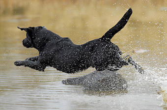 Working Labrador Retriever VON DER EBENROTHER HÖH