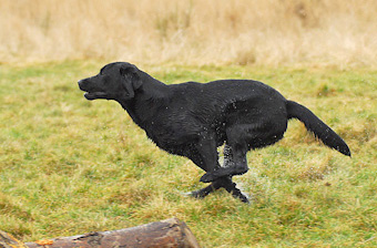 Working Labrador Retriever VON DER EBENROTHER HÖH