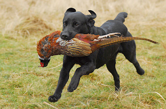 Working Labrador Retriever VON DER EBENROTHER HÖH