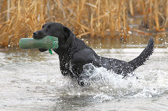 Working Labrador Retriever VON DER EBENROTHER HÖH