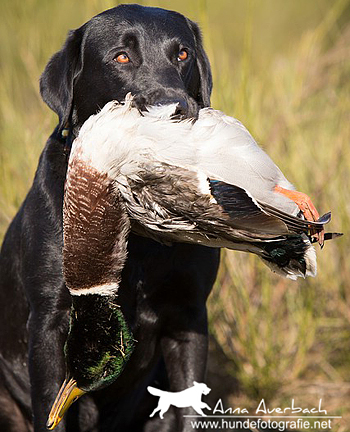 Working Labrador Retriever VON DER EBENROTHER HÖH