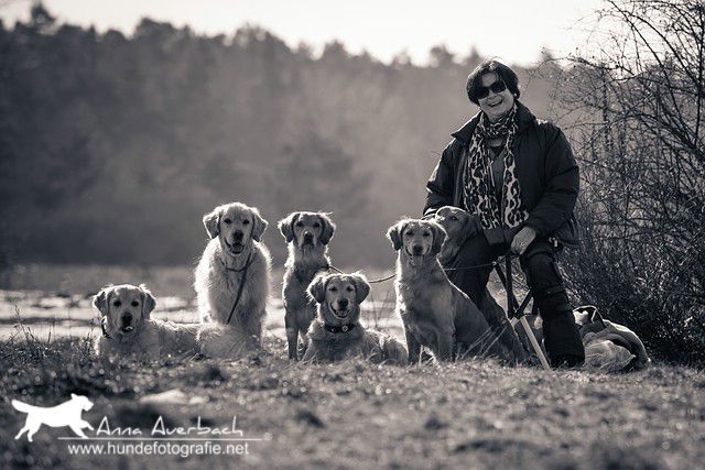 Working Labrador Retriever VON DER EBENROTHER HÖH